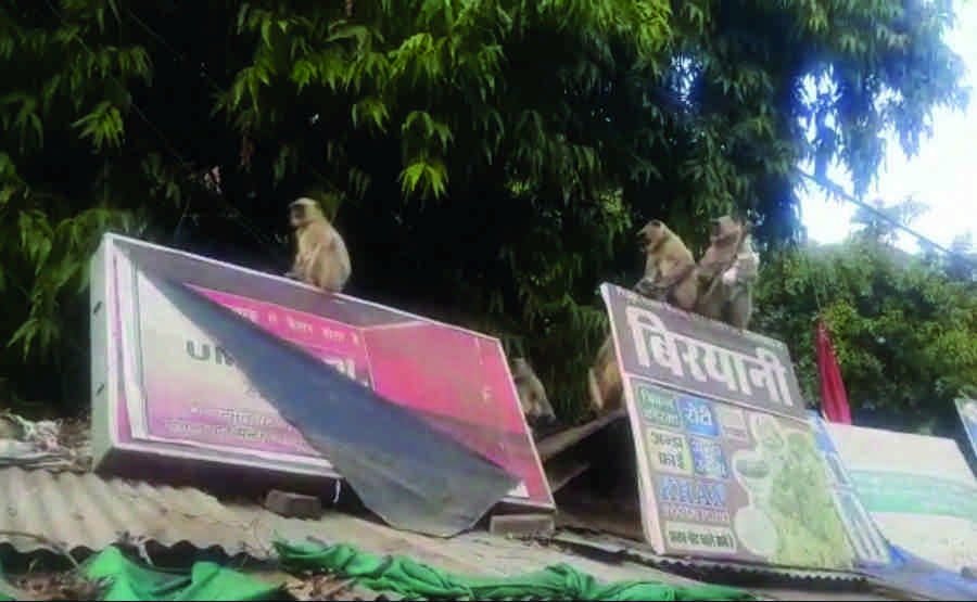 शहर में बंदरों का प्रवेश, खौफ में हैं नागरिक 1 it3022020 6