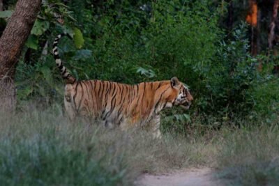 मढ़ई (Madai) में बाघ देखकर रोमांचित हुए पर्यटक 2 tiger madai 2