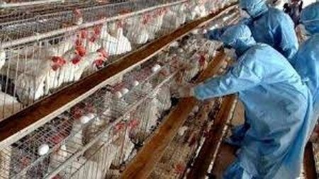 Bird flu: चिकन और अंडे से स्वास्थ्य को खतरा नहीं