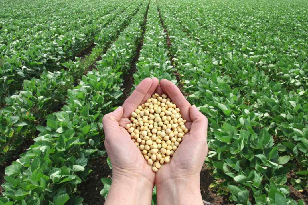 Registration of farmers will start from today for purchasing soybean on MP: Registration of farmers will start from today for purchasing soybean at MSP. न्यूनतम समर्थन मूल्य