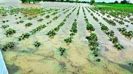 तेज बारिश से किसानों की तैयार खड़ी मूंग फसल को नुकसान