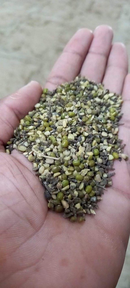 kharab moong