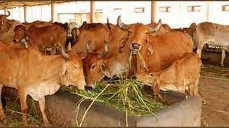 Inauguration of cow shed at Shriji Kripa Gaushala tomorrow
