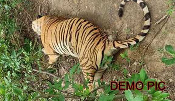 TIGAR