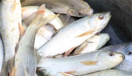 मत्स्य विभाग के दल ने 2.8 क्विंटल अवैध मछली जब्त की 1 Fish