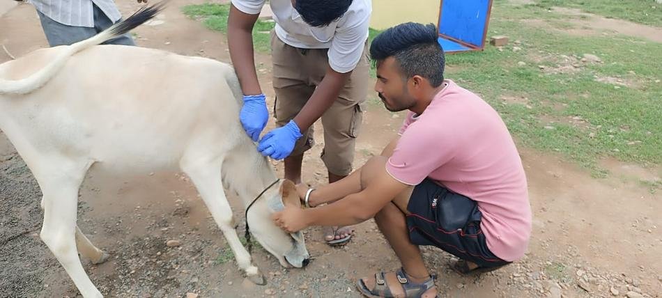 गायों को लम्पी से बचाने उपलब्ध करायी वैक्सीन