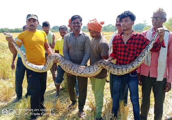 सांप कितना ही बड़ा और खतरनाक क्यों न हो, अभिजीत को खबर कीजिए 1 Abhijeet