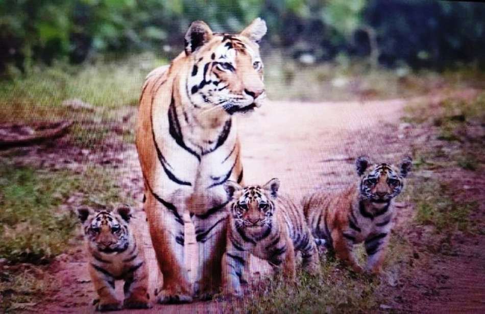 Satpura Tiger Reserve