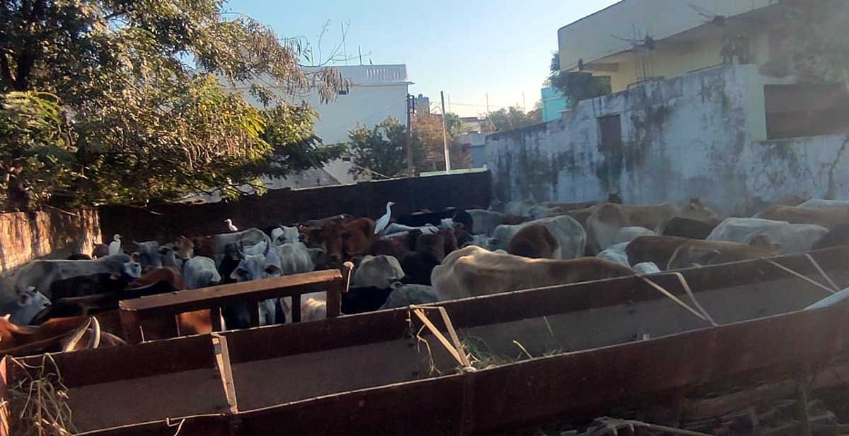 9e01fd0e cow