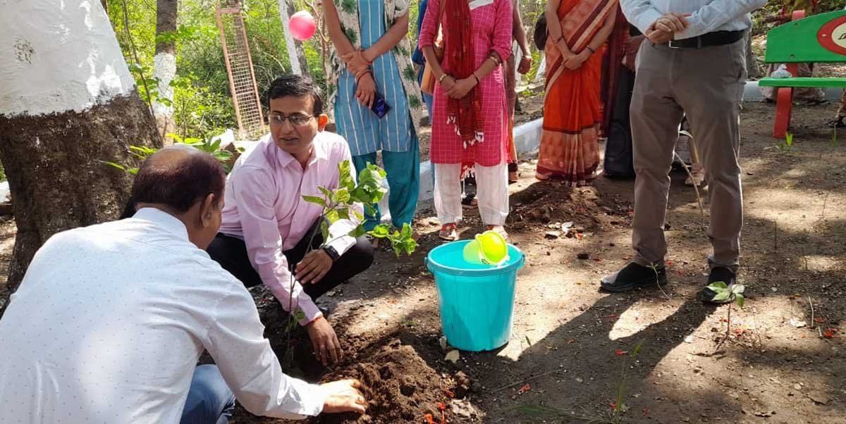 Tree Plantation