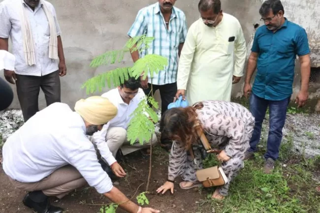 Tree Plantation 1