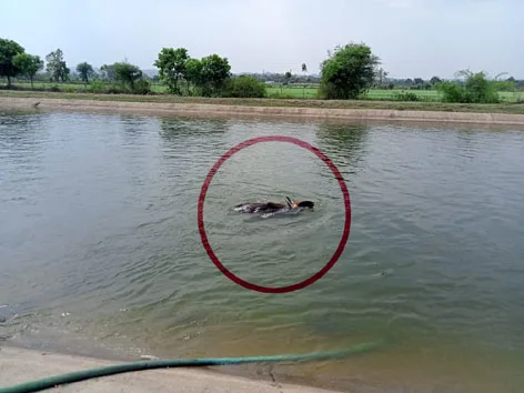 वायसन का रेस्क्यू करने पहुंची वन विभाग की टीम, नहर से निकाला 1 BISON2 jpg