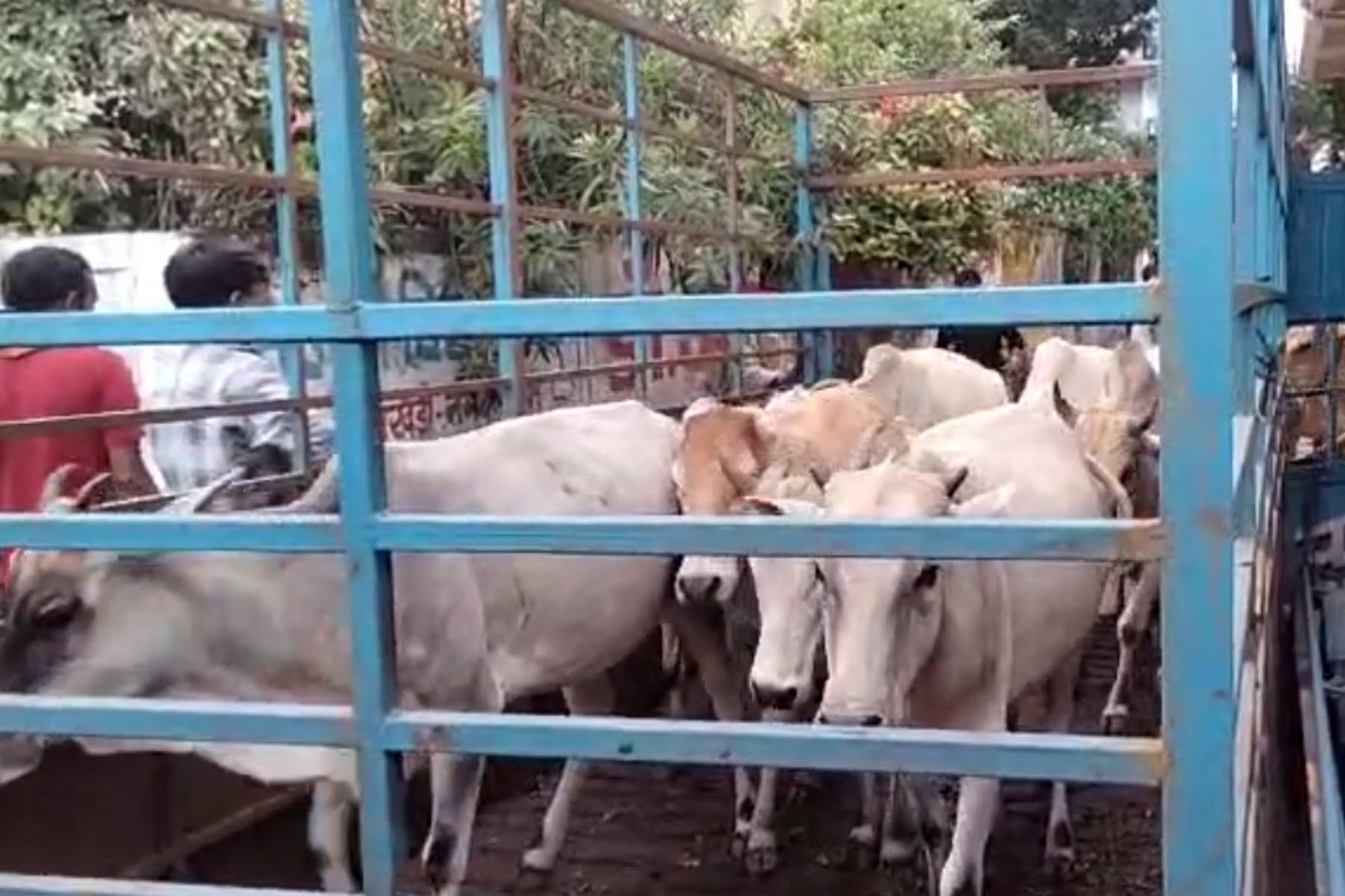 Final notice given to cattle owners abandoning stray animals