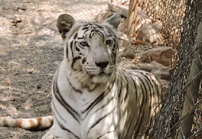 Bhopal: White tigress Riddhi died in National Park Van Vihar, was not eating food for two days.