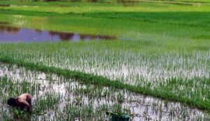 The fertility of land in the district is decreasing due to lack of crop diversification.