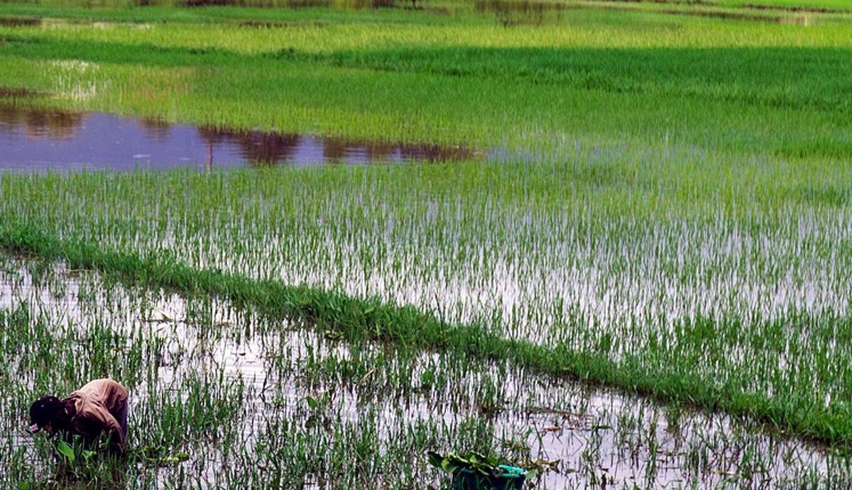 Farmers can claim personal insurance for crops damaged due to water logging