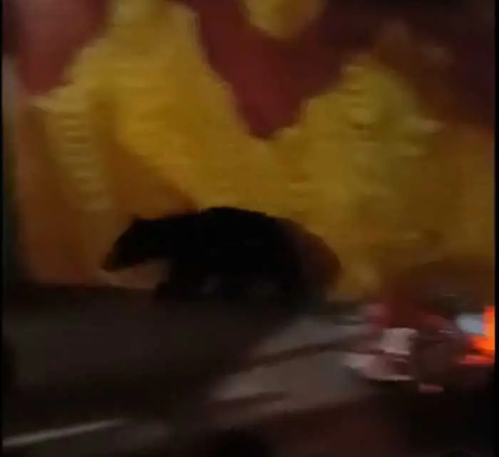 The bear, which was in search of food, came inside the Durga pandal.