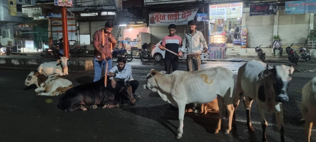 Youngsters are tying radium bands around their necks to protect cows from accidents.