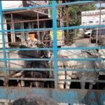 Campaign to drive stray cattle out of city limits continues