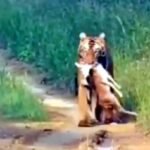 Tigress fish hunted deer calf in Satpura Tiger Reserve