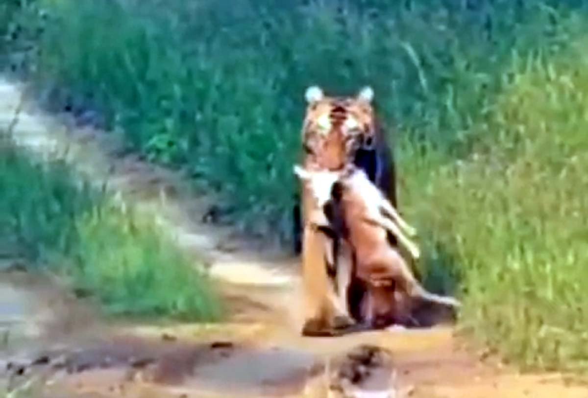 Tigress fish hunted deer calf in Satpura Tiger Reserve