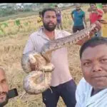 The hunter of two goats caught the python from the field and released it into the forest.