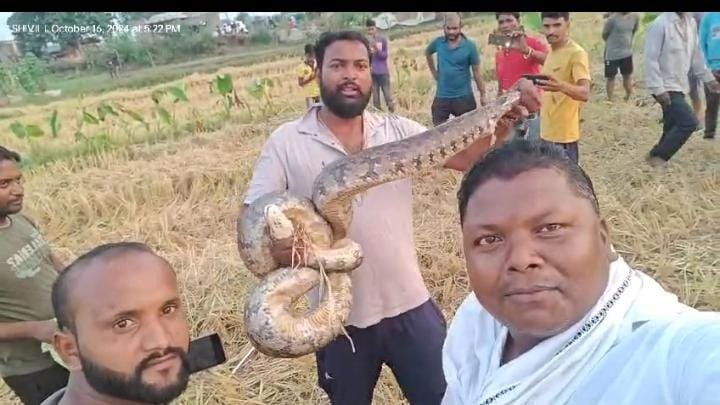 The hunter of two goats caught the python from the field and released it into the forest.