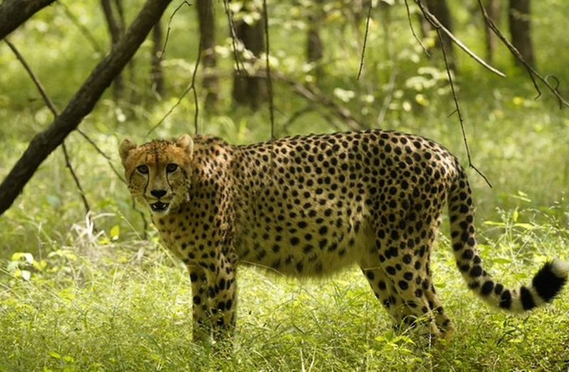 The clan of cheetahs will increase again in Kuno National Park, the female cheetah 'Veera' brought from South Africa will become a mother.