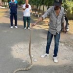 Poisonous Russell's Viper was found in CPE campus, rescued and released into the forest.