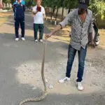 Poisonous Russell's Viper was found in CPE campus, rescued and released into the forest.