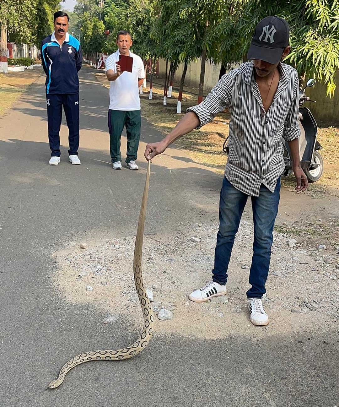 Poisonous Russell's Viper was found in CPE campus, rescued and released into the forest.