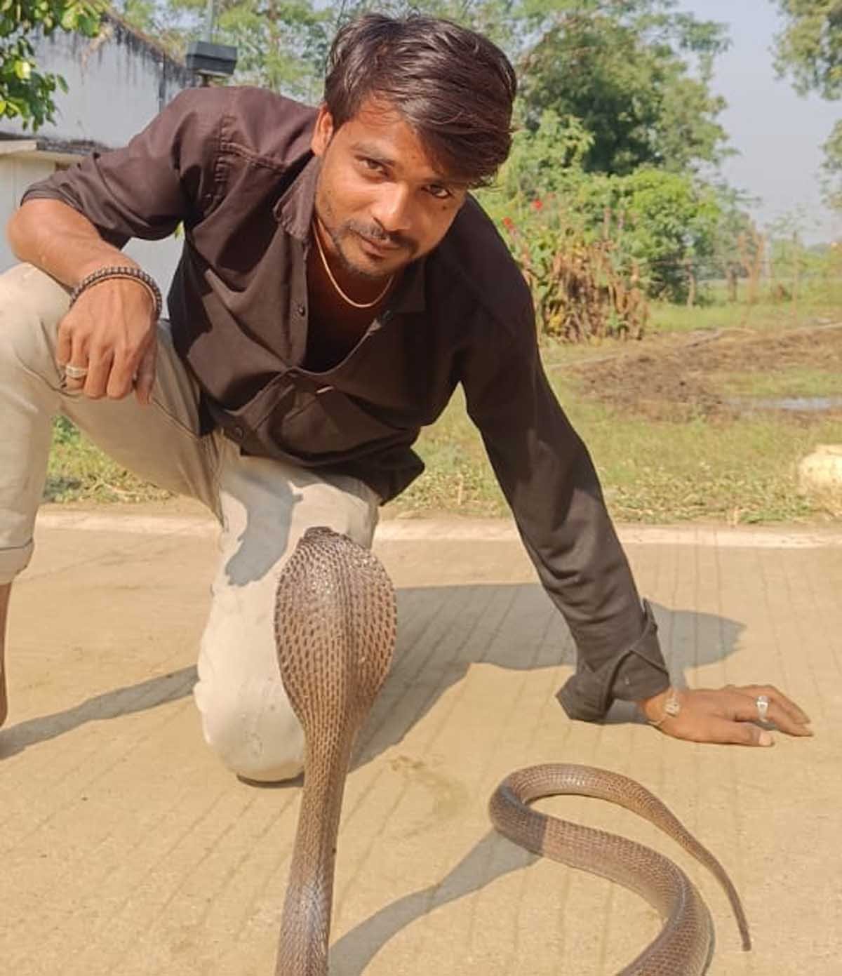 Cobra taken out in goat farm area of ​​Pathrota, rescued and released in the forest.
