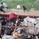 Cows were loaded into the truck in a very inhumane manner, the cow protectors caught them and handed them over to the police.