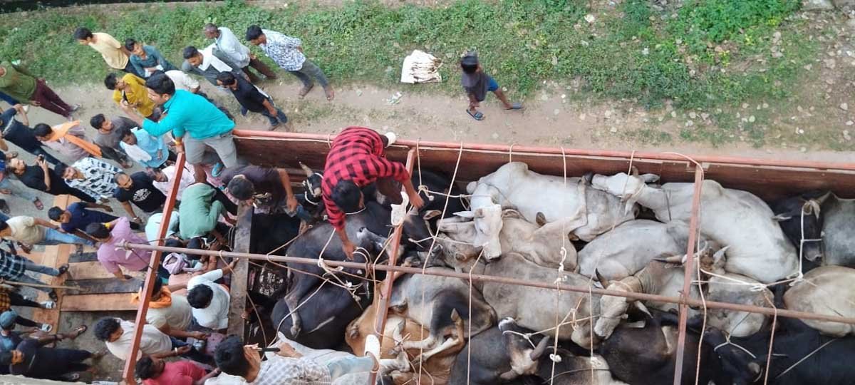 Cows were loaded into the truck in a very inhumane manner, the cow protectors caught them and handed them over to the police.