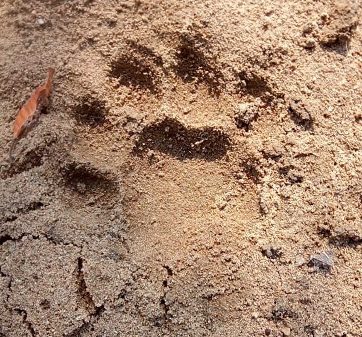 Tiger roars even outside STR, buffalo hunted