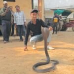 Five feet long cobra rescued from warehouse