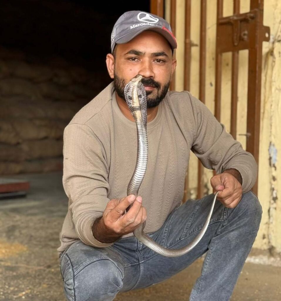 Cobra was sitting in sacks in Oswal warehouse, rescued and released in the forest