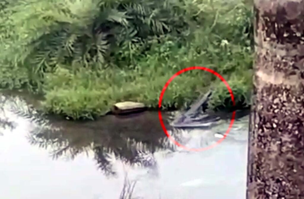 Crocodile seen in the river under the railway bridge between Gurra and Silari villages.