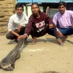 The badger was visible for a month, a team of snake friends caught it and released it into the forest.