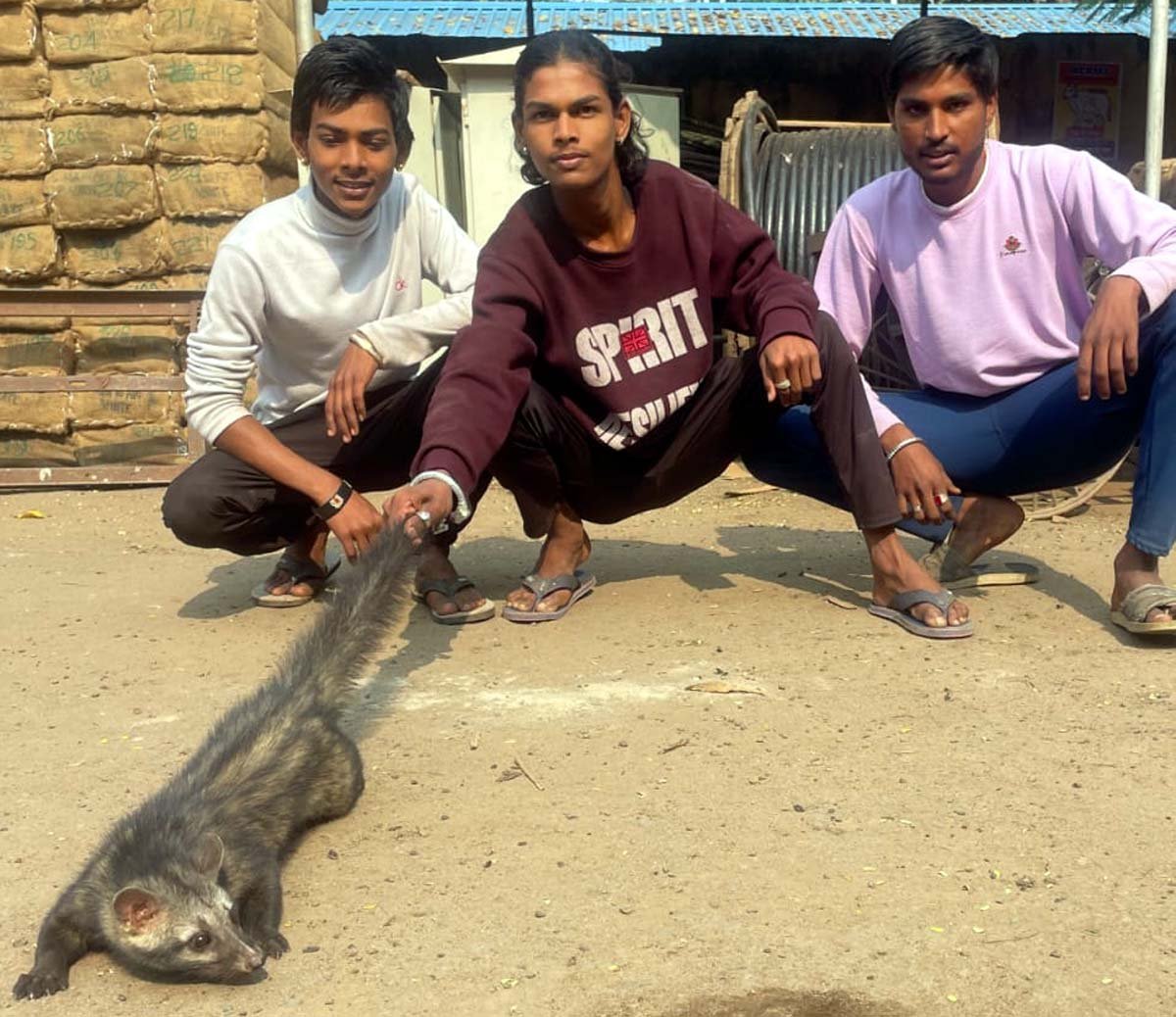 The badger was visible for a month, a team of snake friends caught it and released it into the forest.