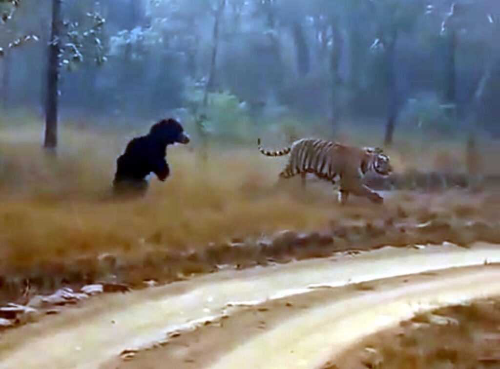 VIdeo: Bear chases away tiger in Madhai of Satpura Tiger Reserve, tiger seen running away