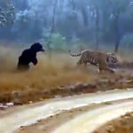 VIdeo: Bear chases away tiger in Madhai of Satpura Tiger Reserve, tiger seen running away