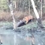 Video: Tiger pulled out about three quintals of Sambar with water in its jaws