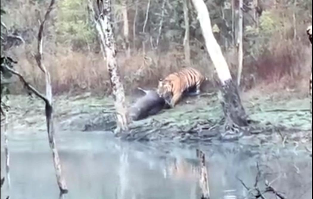 Video: Tiger pulled out about three quintals of Sambar with water in its jaws