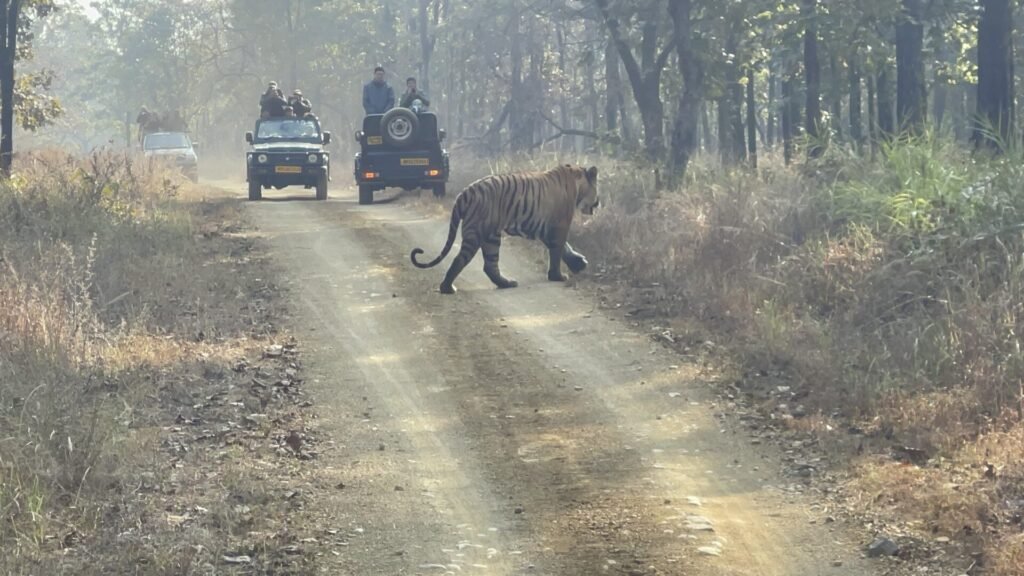 Tourists saw the fun moves of tiger Shankara in Churna of Satpura Tiger Reserve.