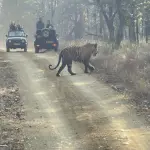 Tourists saw the fun moves of tiger Shankara in Churna of Satpura Tiger Reserve.