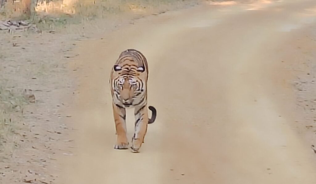 3 tigers seen in Madhai thrilled the tourists