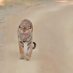 3 tigers seen in Madhai thrilled the tourists