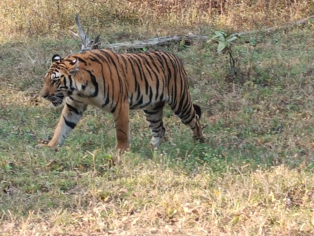 Tigar 3