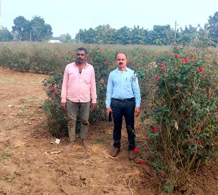 The life of Sudhir Verma, a resident of Tikhar, became fragrant with the cultivation of roses.